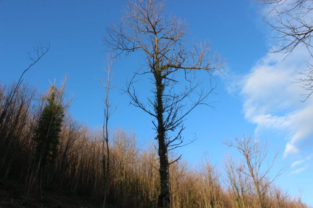 SPERONE. Il taglio del Maio di Sant’Elia. Le foto più belle di Francesco Piccolo