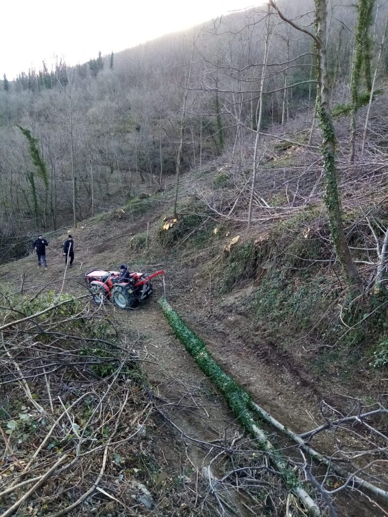 SPERONE. Il taglio del Maio di Sant’Elia. Le foto più belle di Francesco Piccolo