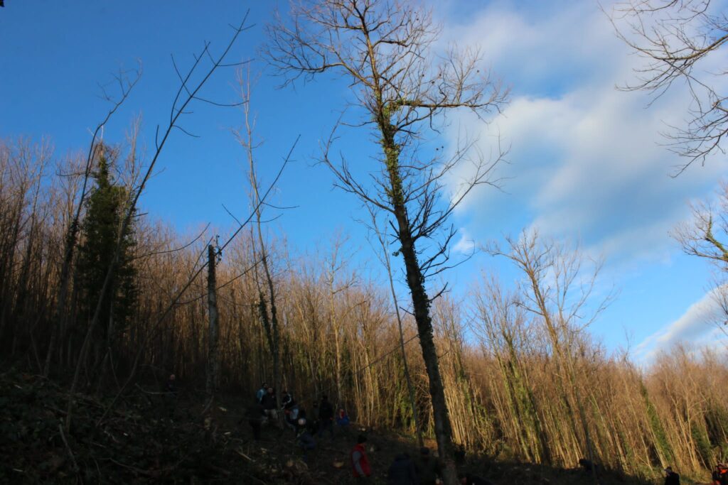 SPERONE. Il taglio del Maio di Sant’Elia. Le foto più belle di Francesco Piccolo