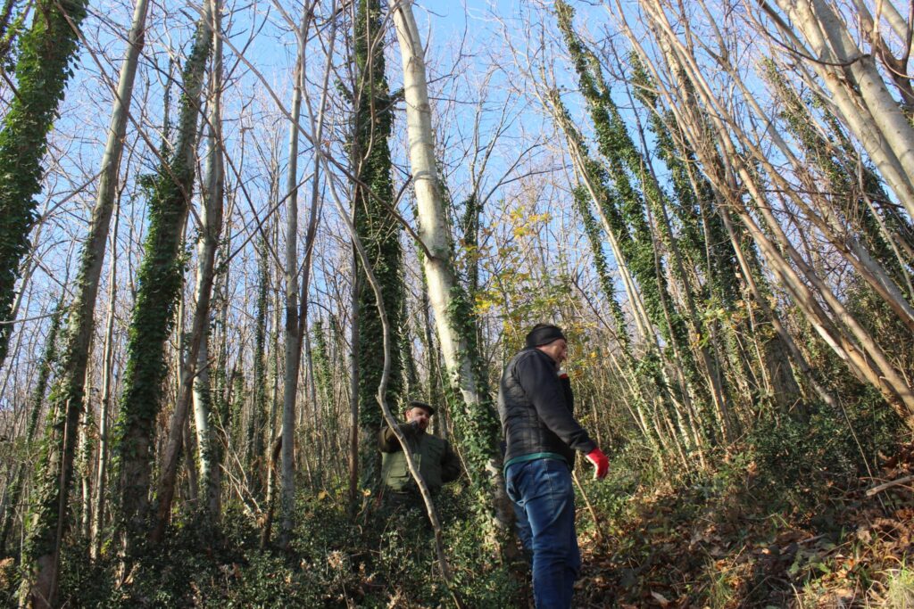 SPERONE. Il taglio del Maio di Sant’Elia. Le foto più belle di Francesco Piccolo