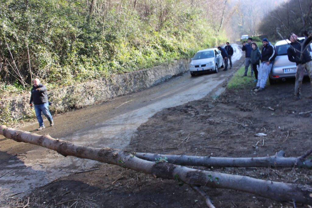 SPERONE. Il taglio del Maio di Sant’Elia. Le foto più belle di Francesco Piccolo