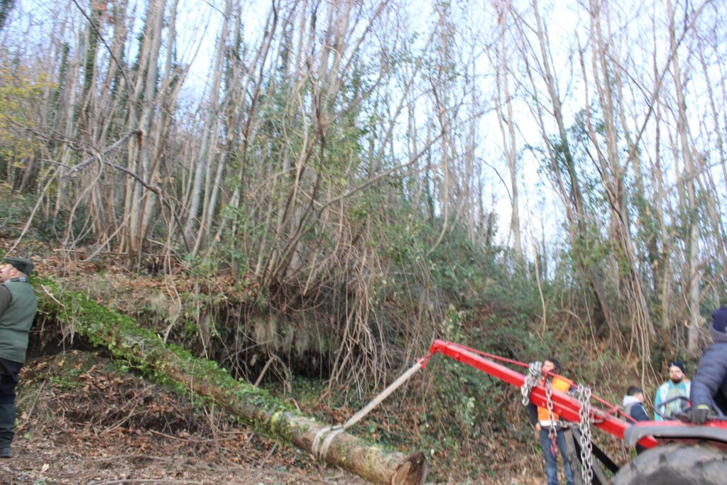 SPERONE. Il taglio del Maio di Sant’Elia. Le foto più belle di Francesco Piccolo