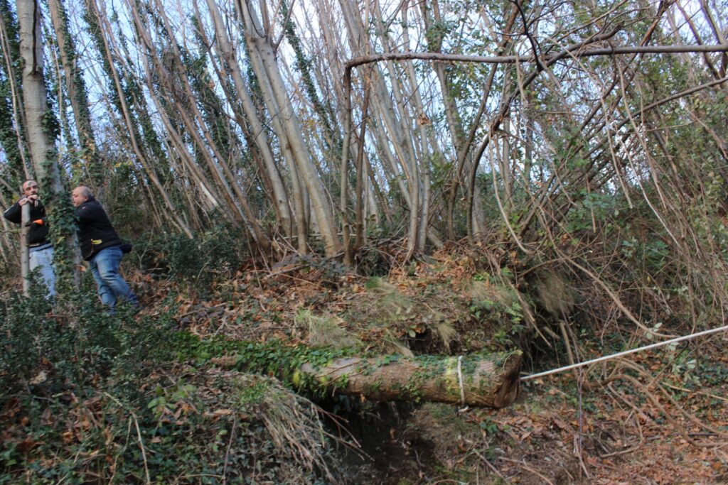 SPERONE. Il taglio del Maio di Sant’Elia. Le foto più belle di Francesco Piccolo