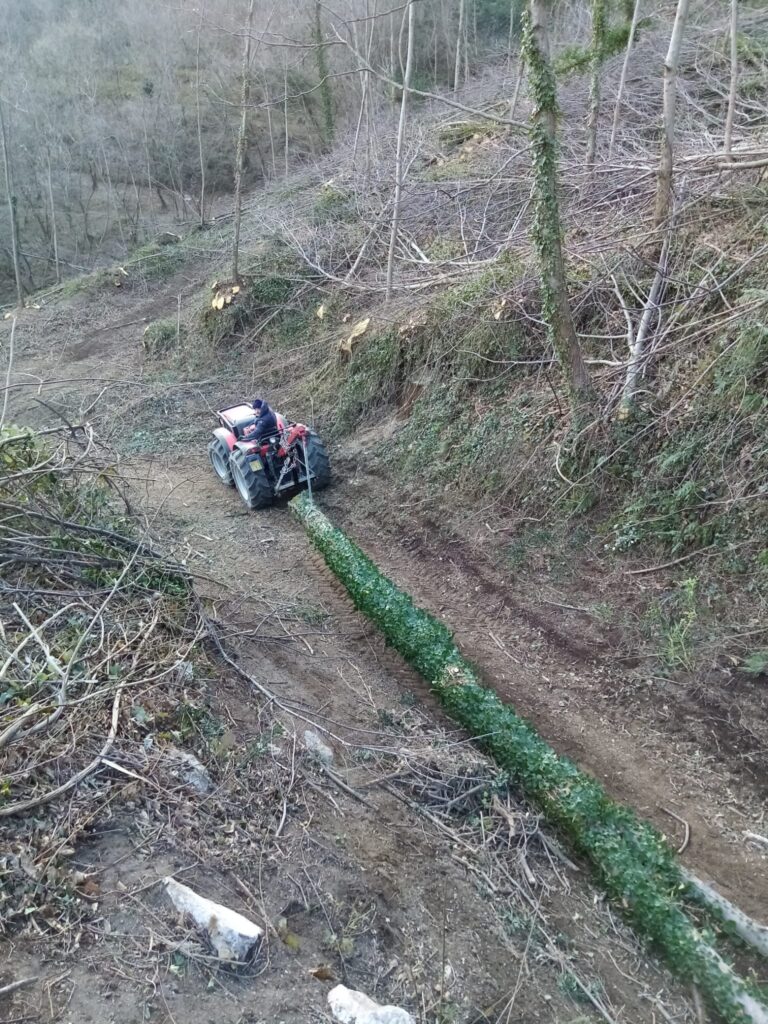 SPERONE. Il taglio del Maio di Sant’Elia. Le foto più belle di Francesco Piccolo