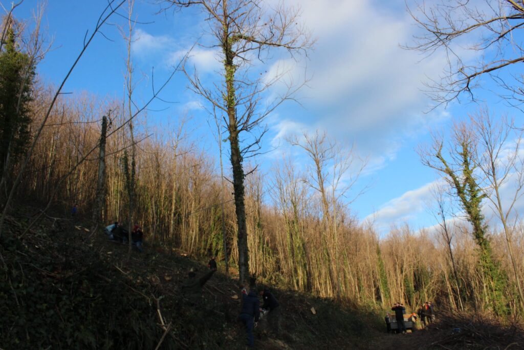SPERONE. Il taglio del Maio di Sant’Elia. Le foto più belle di Francesco Piccolo