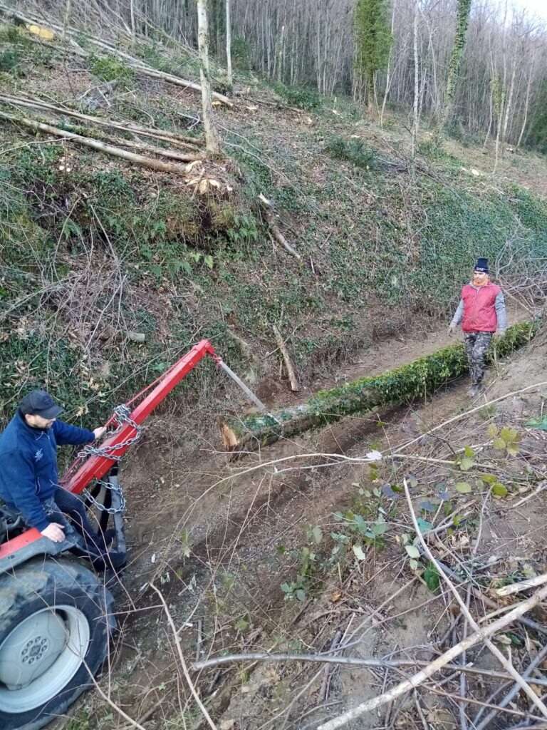 SPERONE. Il taglio del Maio di Sant’Elia. Le foto più belle di Francesco Piccolo