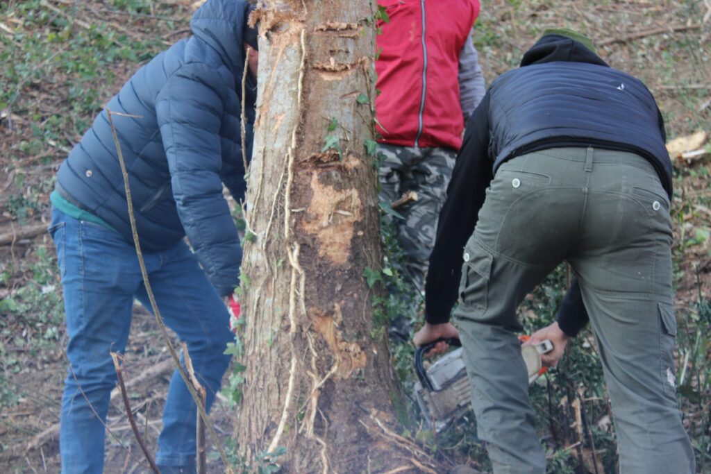 SPERONE. Il taglio del Maio di Sant’Elia. Le foto più belle di Francesco Piccolo