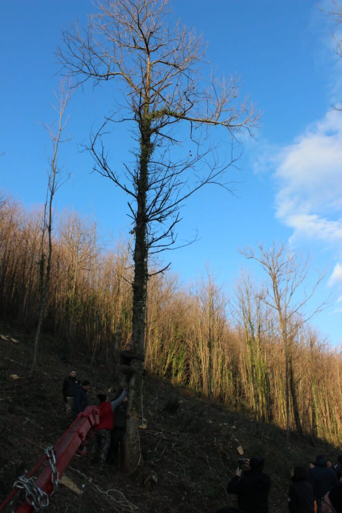 SPERONE. Il taglio del Maio di Sant’Elia. Le foto più belle di Francesco Piccolo