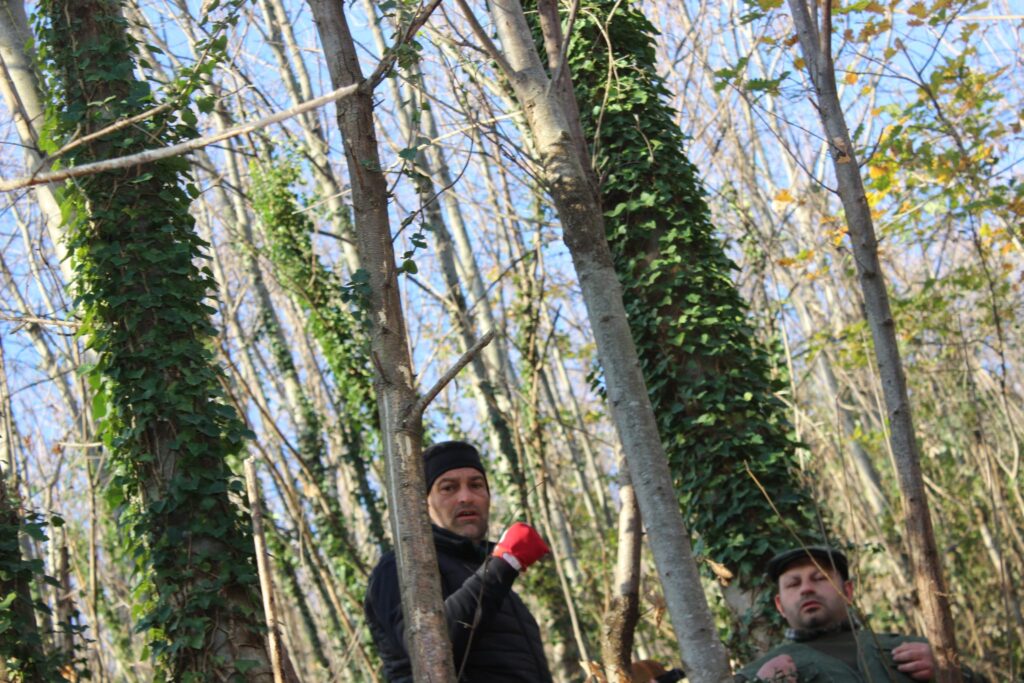 SPERONE. Il taglio del Maio di Sant’Elia. Le foto più belle di Francesco Piccolo