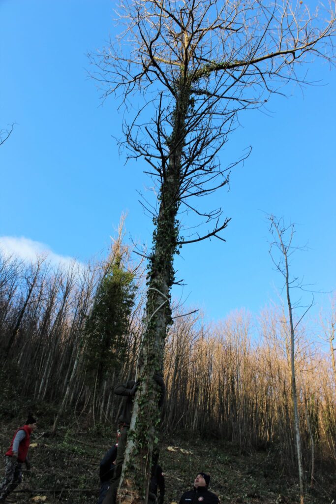 SPERONE. Il taglio del Maio di Sant’Elia. Le foto più belle di Francesco Piccolo
