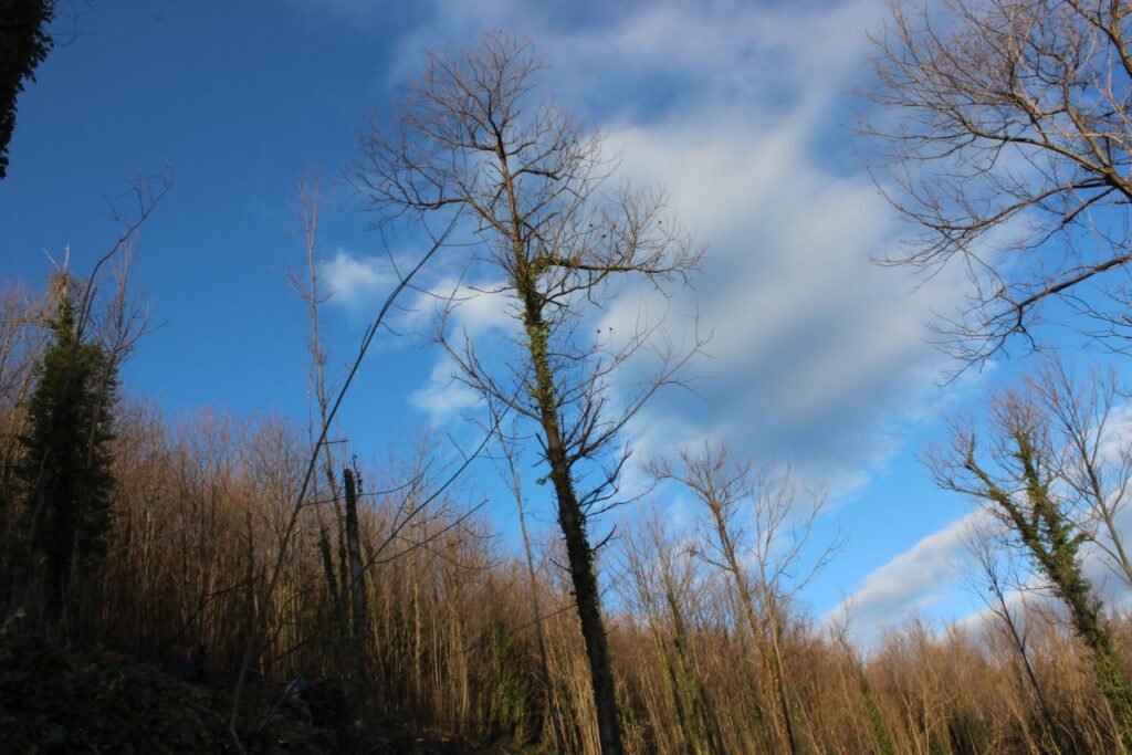 SPERONE. Il taglio del Maio di Sant’Elia. Le foto più belle di Francesco Piccolo