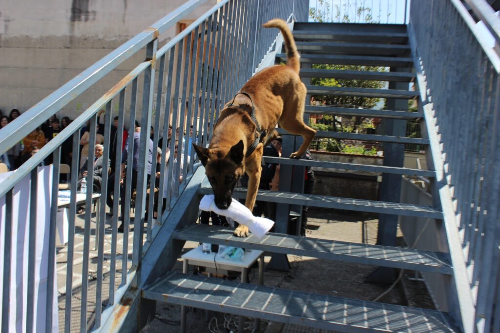 SPERONE. Gli alunni della scuola secondaria incontrano le unità cinofile della Polizia Penitenziaria. Foto e video