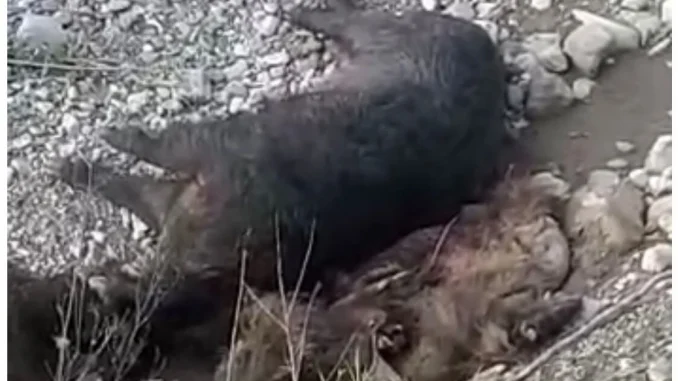 Cinghiali-e1680255931170