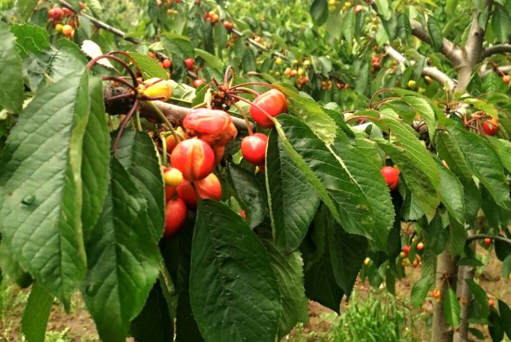 MALTEMPO: COLDIRETTI CAMPANIA, DISTRUTTO 60% CILIEGIE