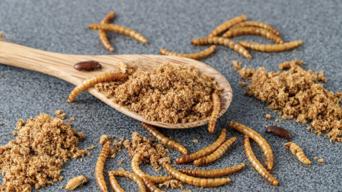 farina-di-insetti-verme-della-farina-larve-tenebrio-molitor-by-barta-adobe-stock-1200x800