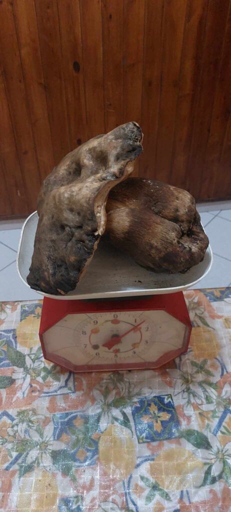 AVELLA.  La fortuna sorride a Monteforte Carmine: Ritrovato un Porcino eccezionale nei Monti Avellani