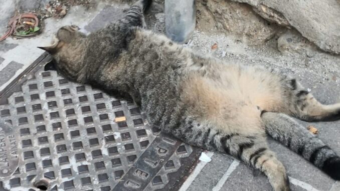 cambiago-gatto-morto-e1636463608283