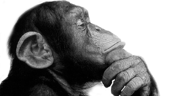think-monkey