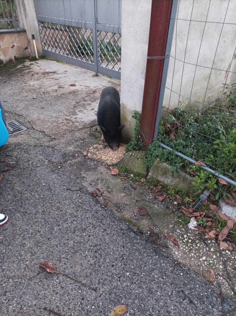 Inaspettata passeggiata a Sperone: Maialini in libera uscita animano il Paese