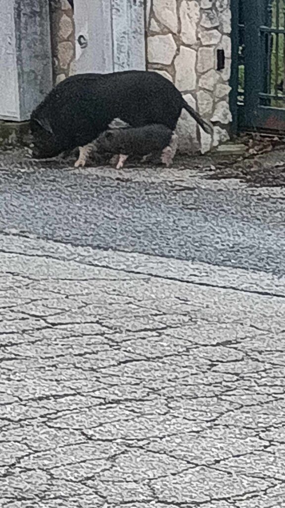 Inaspettata passeggiata a Sperone: Maialini in libera uscita animano il Paese