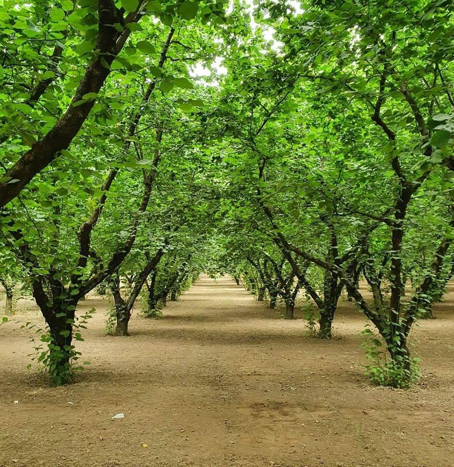 AVELLINO. A Eurochocolate Avellino il Convegno Cioccolato e nocciole: connubio d’amore! Al centro del confronto la filiera corilicola irpina e la sua valorizzazione AVELLINO. A Eurochocolate Avellino il Convegno Cioccolato e nocciole: connubio d’amore! Al centro del confronto la filiera corilicola irpina e la sua valorizzazione