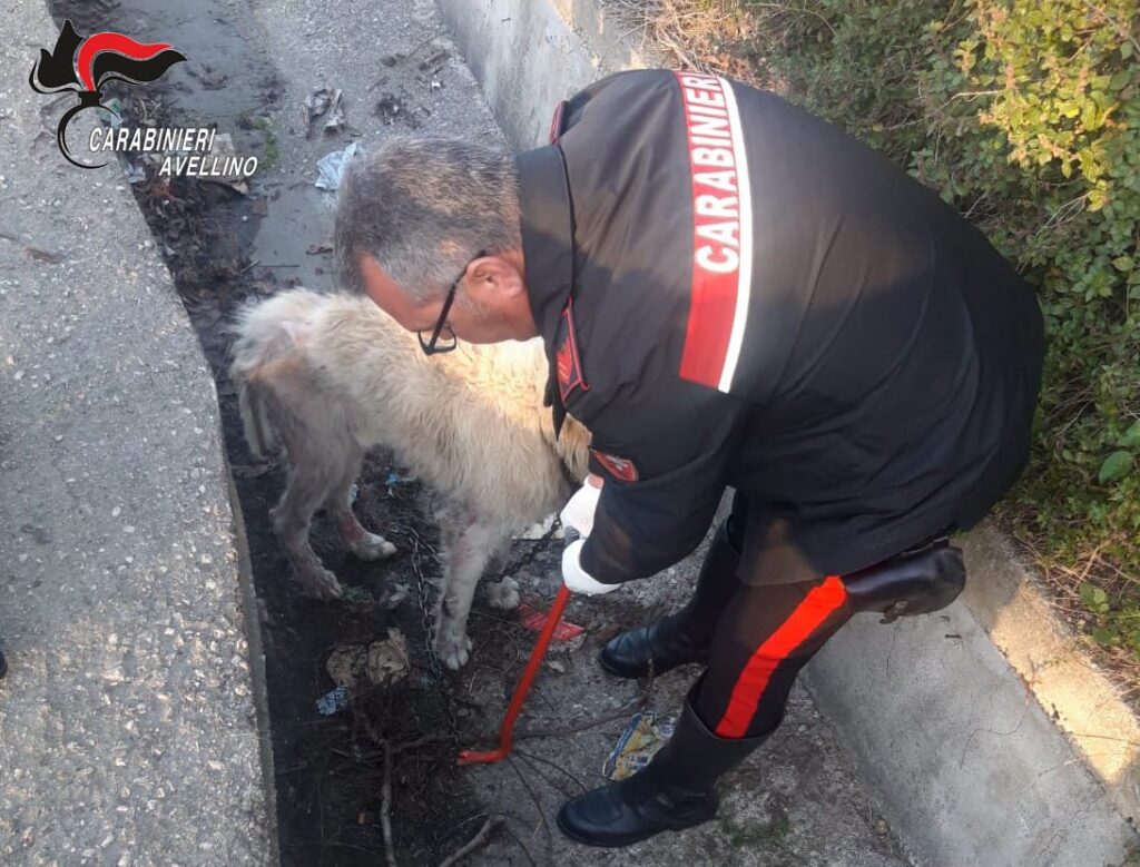 Salvataggio di un Pastore Maremmano maltrattato ad Avella: Un atto di crudeltà sconcertante