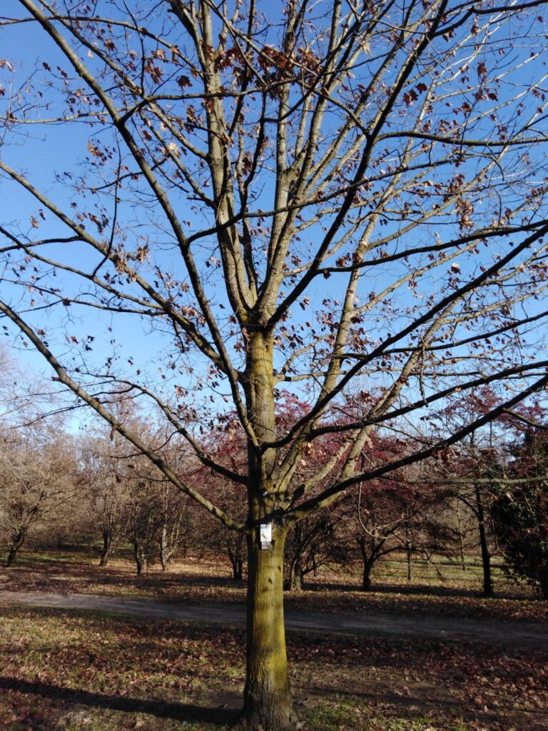 Nel Parco Pubblico Enzo Ferrari svetta il Maio di Alessia  in ricordo della giovanissima artista volata in cielo nell’aprile del 2010