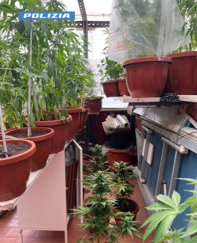 NAPOLI. San Giovanni: nasconde una serra di marijuana sul terrazzo di casa. Arrestato dalla Polizia di Stato.