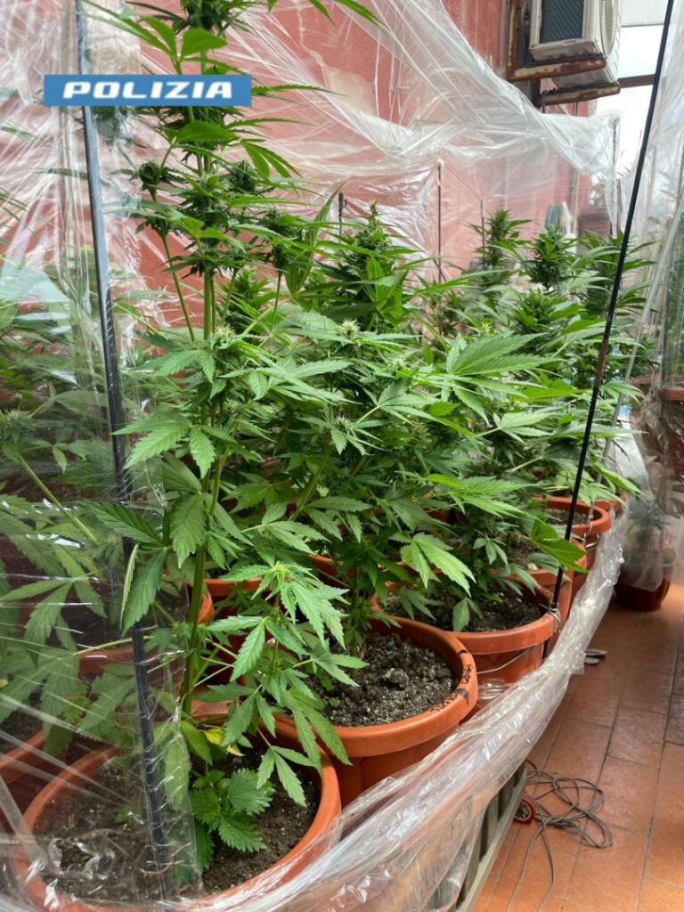 NAPOLI. San Giovanni: nasconde una serra di marijuana sul terrazzo di casa. Arrestato dalla Polizia di Stato.