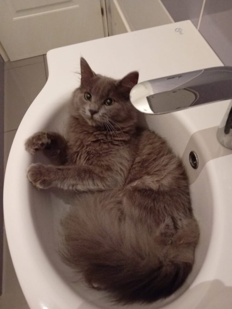 SOS 4 ZAMPE. Appello per il ritrovamento di un Gatto smarrito a Mugnano del Cardinale