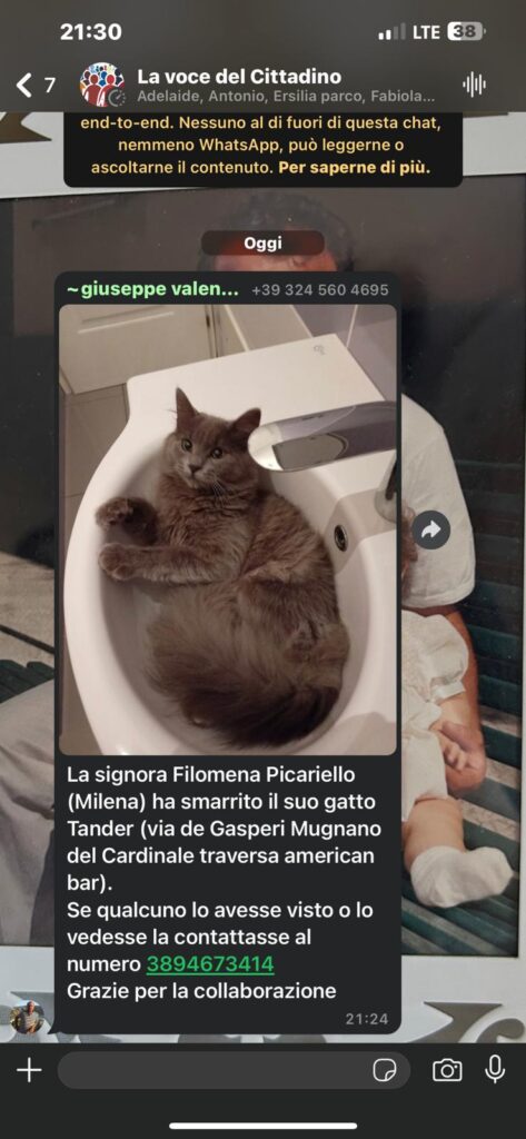 SOS 4 ZAMPE. Appello per il ritrovamento di un Gatto smarrito a Mugnano del Cardinale