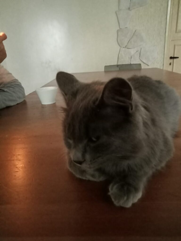 SOS 4 ZAMPE. Appello per il ritrovamento di un Gatto smarrito a Mugnano del Cardinale SOS 4 ZAMPE. Appello per il ritrovamento di un Gatto smarrito a Mugnano del Cardinale