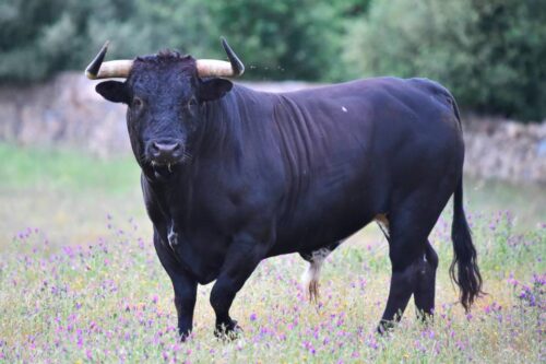 toro-500x333