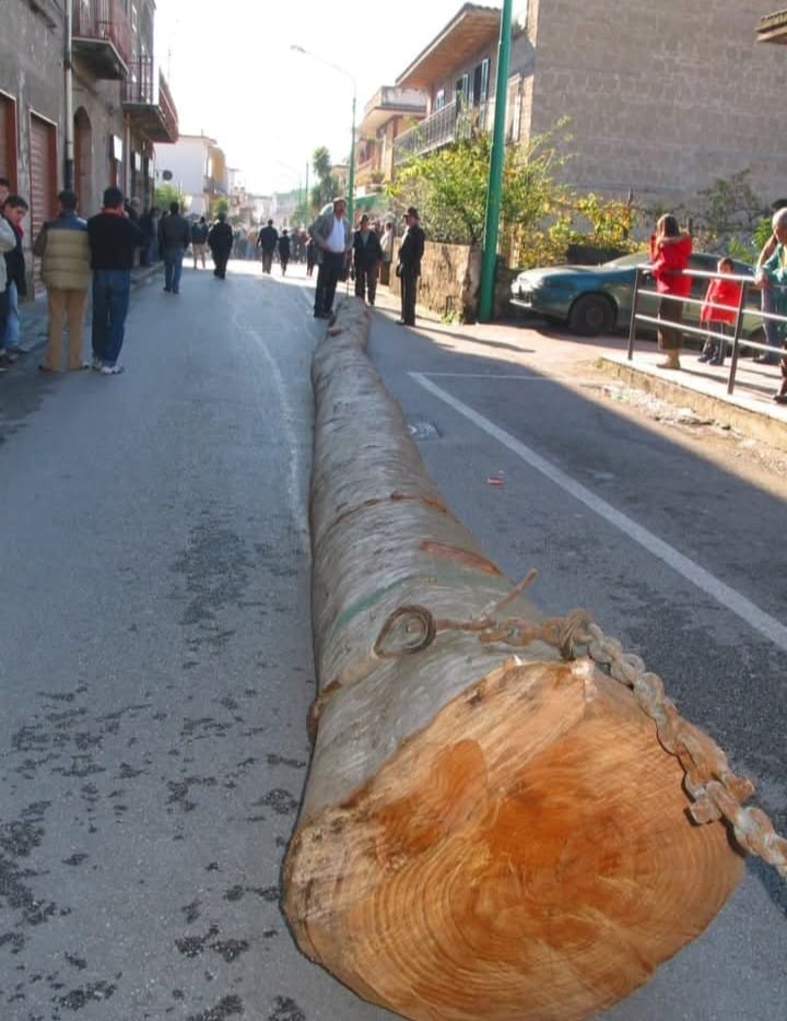 Sirignano e la Festa del Maio: un antico rito arboreo che unisce fede e tradizione Sirignano e la Festa del Maio: un antico rito arboreo che unisce fede e tradizione