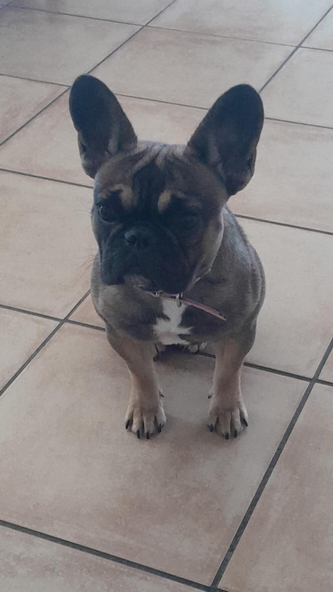 SOS 4 ZAMPE. Scomparsa Morgana: Appello della Proprietaria di Avella SOS 4 ZAMPE. Scomparsa Morgana: Appello della Proprietaria di Avella