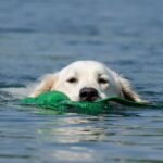 “LAGHI NABI, OASI DI LUSSO IN CAMPANIA: VACANZE DA SOGNO CON IL TUO CANE!”
