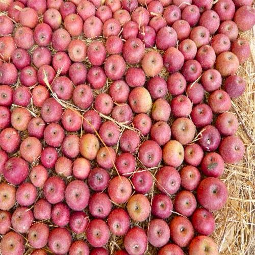 Nuovo Consiglio di Amministrazione per il Consorzio della Melannurca Campana IGP