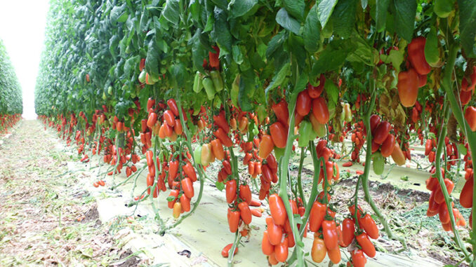 pomodoro-san-marzano-crescita