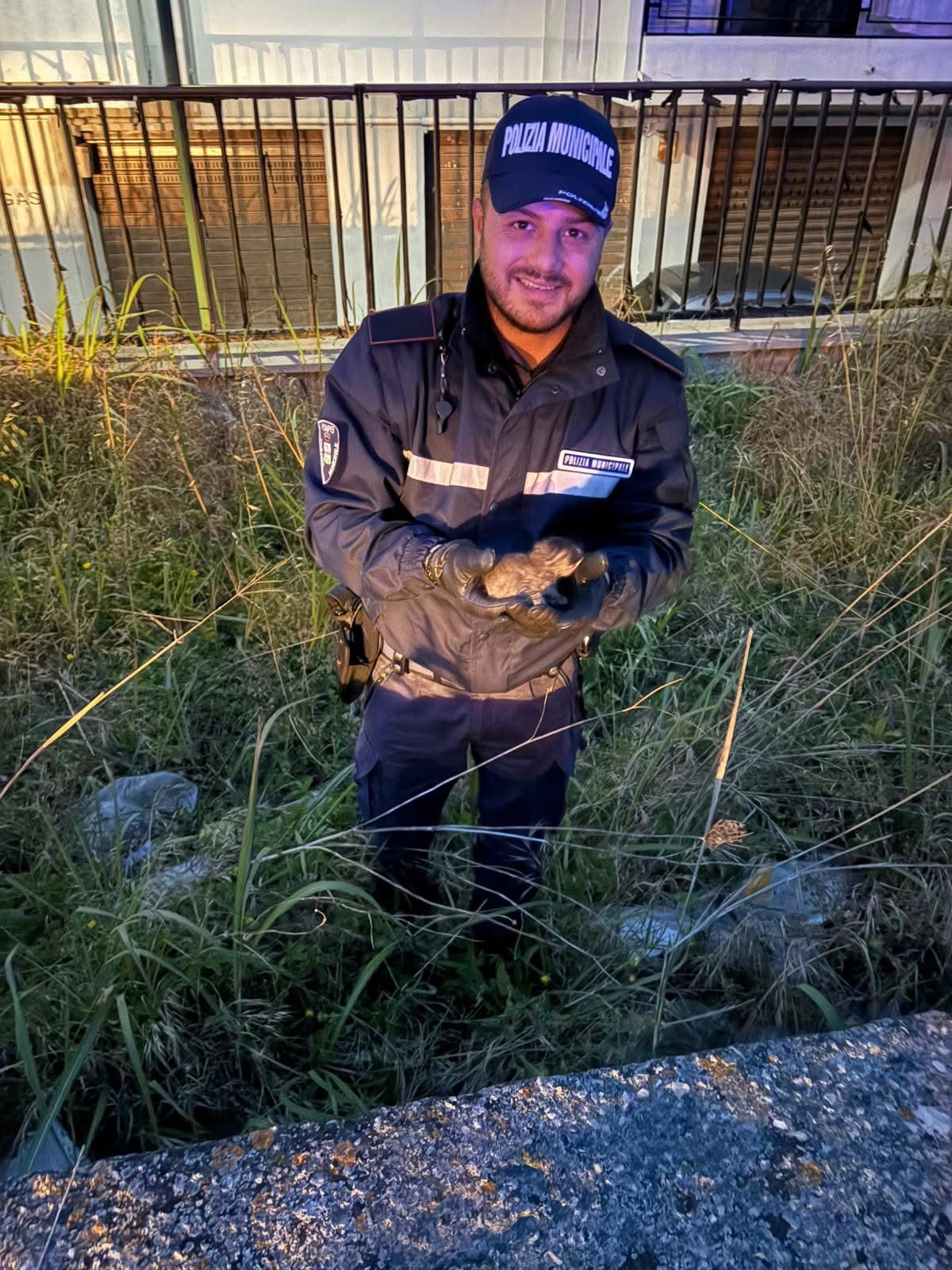 Pompei, cinque gattini abbandonati salvati dai vigili urbani: erano in un terreno isolato (FOTO)