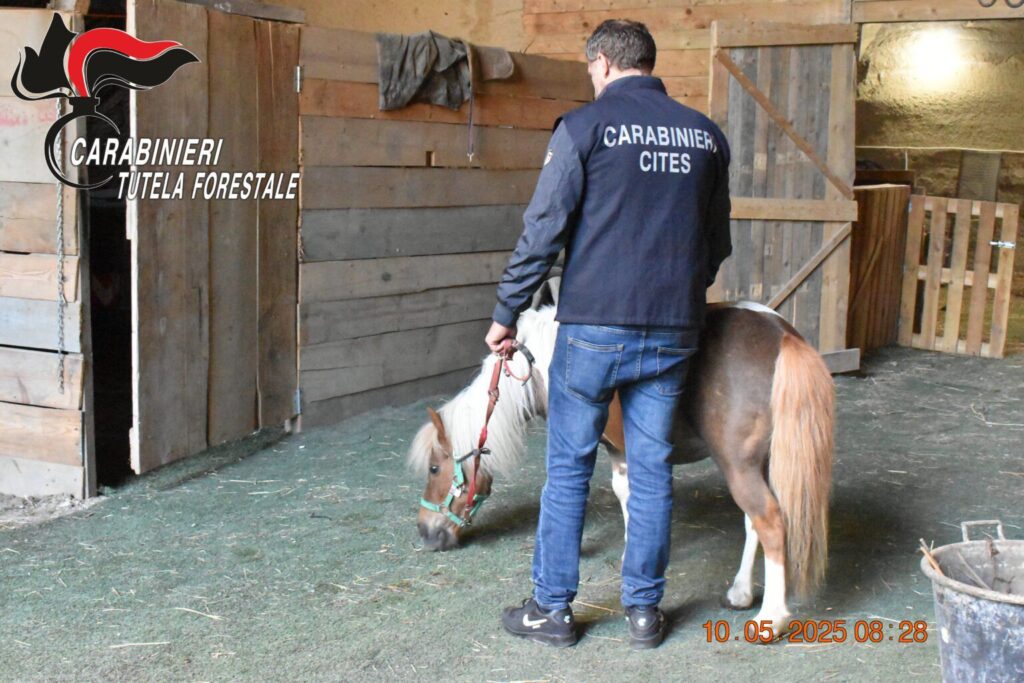 Pony rubato e rivenduto nel Napoletano: scatta il sequestro e tre denunce