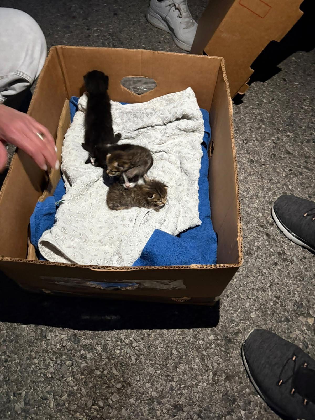 Pompei, cinque gattini abbandonati salvati dai vigili urbani: erano in un terreno isolato (FOTO)