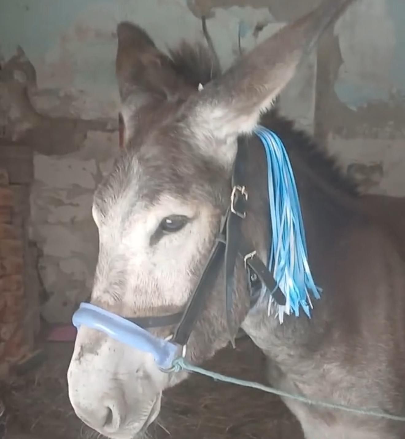 Asino travestito da mascotte del Napoli e armi nei circoli: blitz dei carabinieri tra Scampia e Forcella