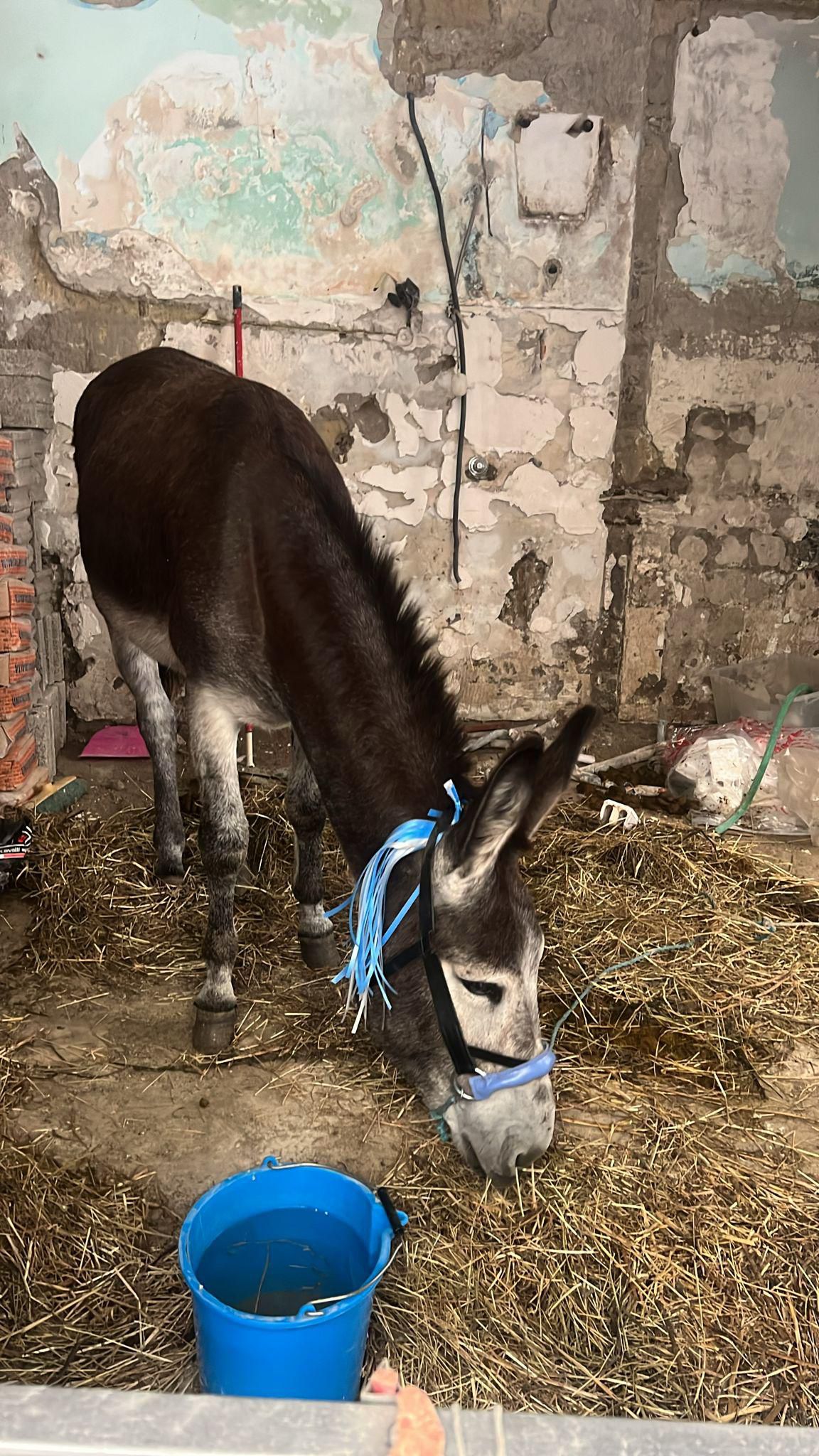 Asino travestito da mascotte del Napoli e armi nei circoli: blitz dei carabinieri tra Scampia e Forcella