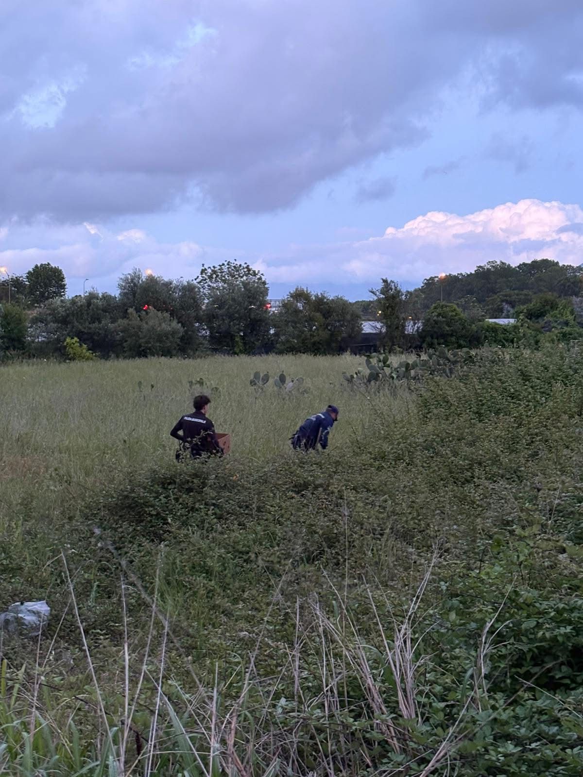Pompei, cinque gattini abbandonati salvati dai vigili urbani: erano in un terreno isolato (FOTO)