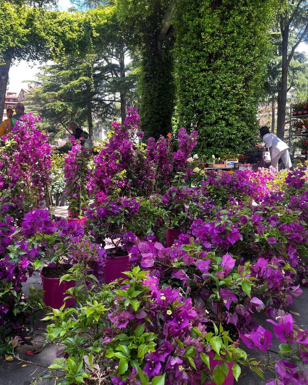 Avellino rifiorisce: piante e profumi in piazza Kennedy e piazza Garibaldi per celebrare la Primavera(Foto)