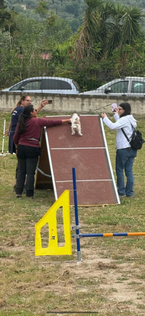 Avella, grande successo per la prima giornata di cultura cinofila al Parco San Pietro