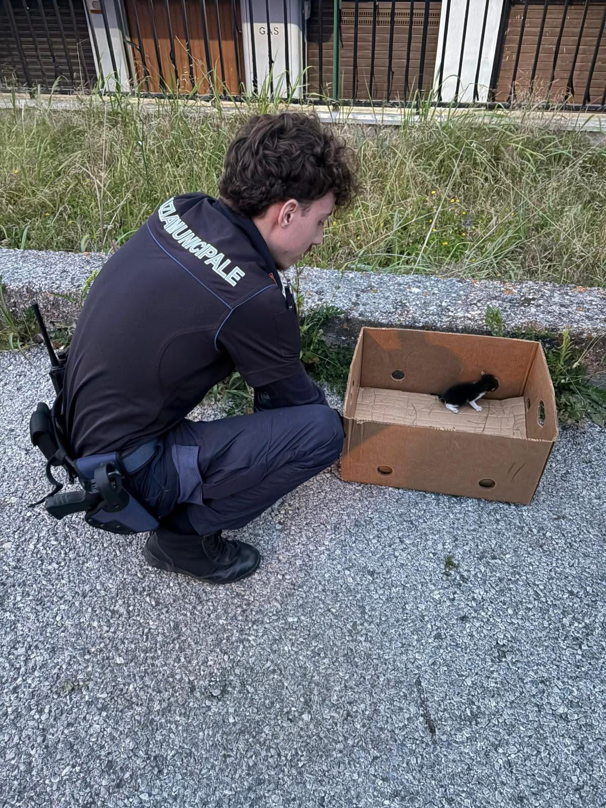 Pompei, cinque gattini abbandonati salvati dai vigili urbani: erano in un terreno isolato (FOTO)
