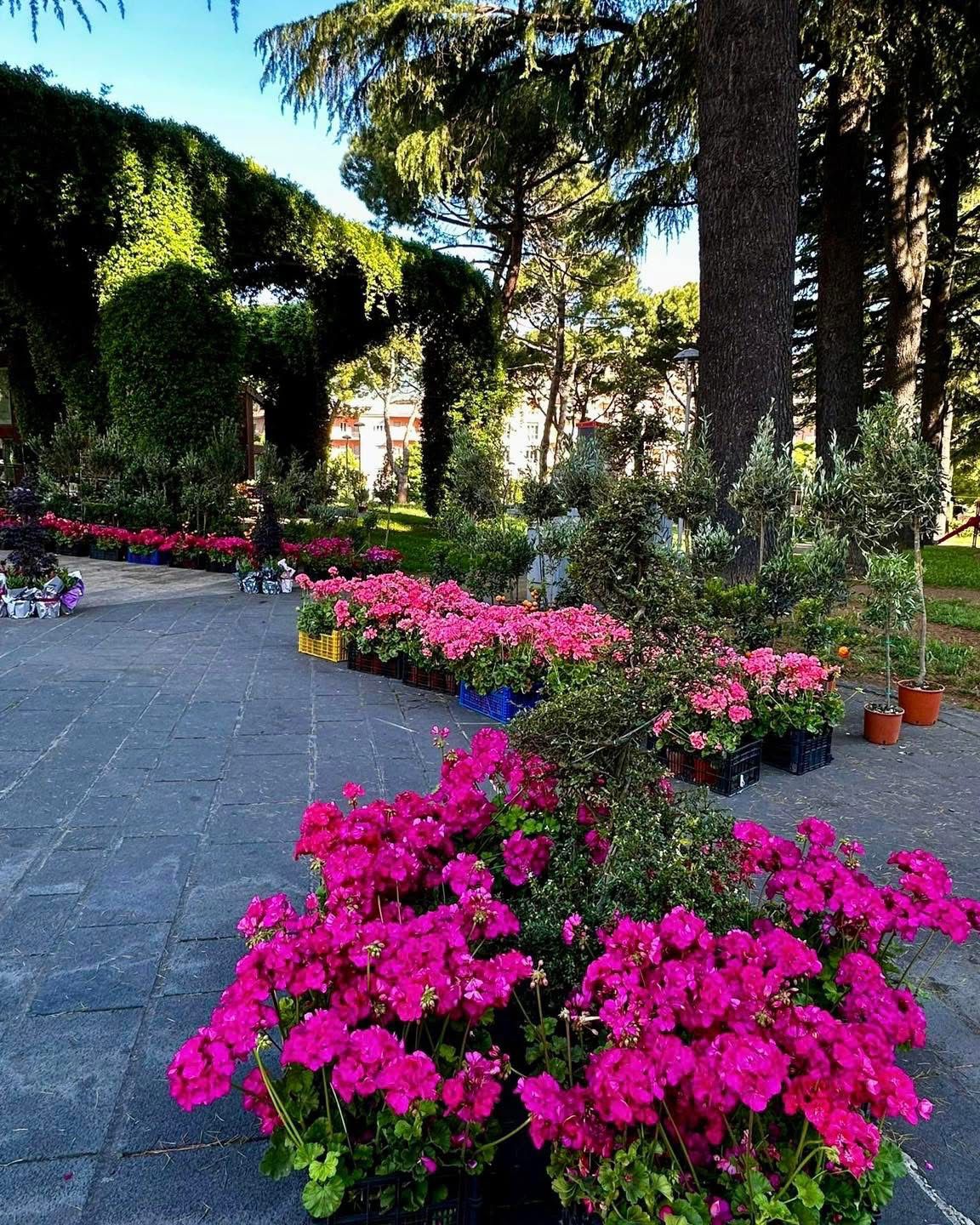 Avellino rifiorisce: piante e profumi in piazza Kennedy e piazza Garibaldi per celebrare la Primavera(Foto)