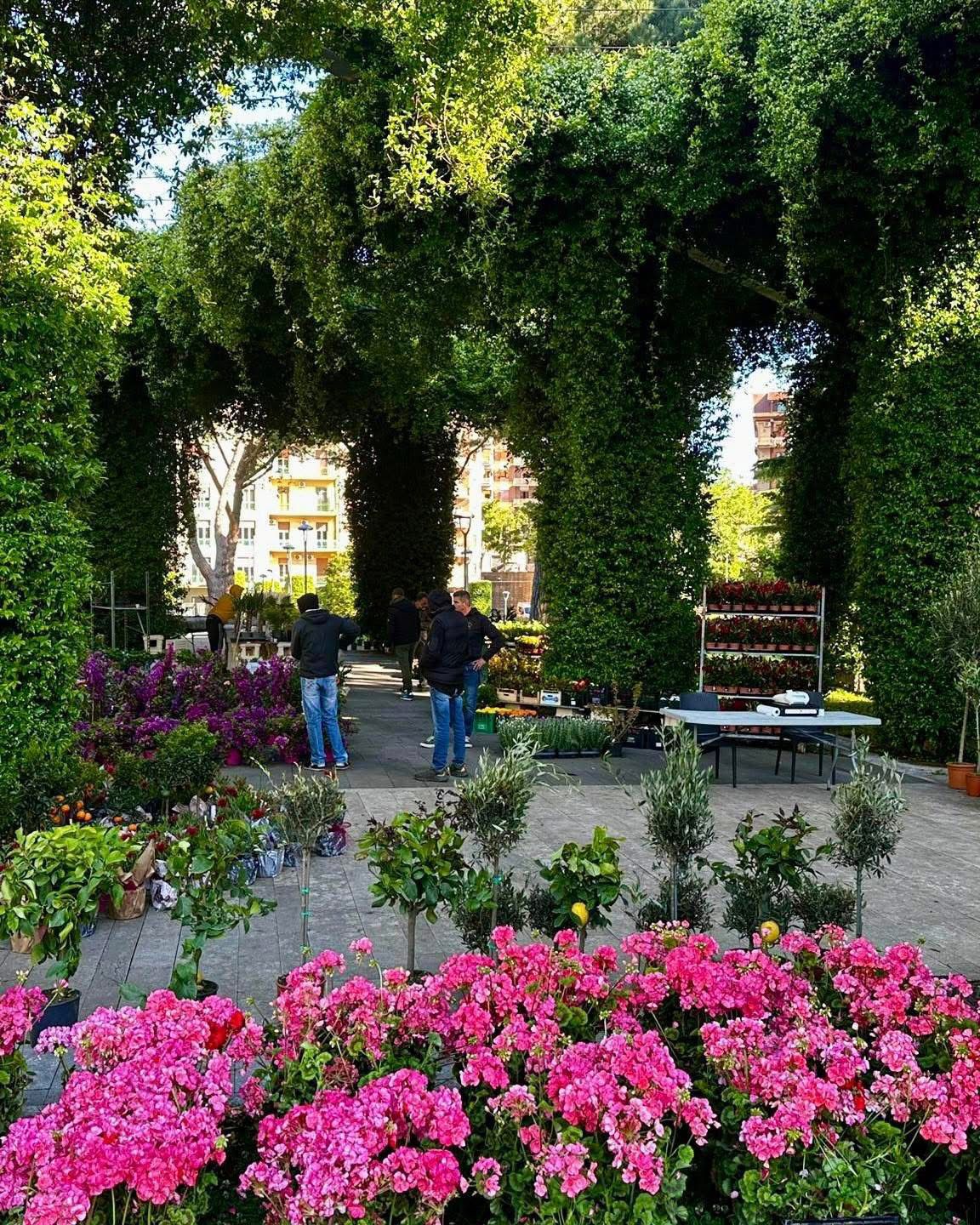 Avellino rifiorisce: piante e profumi in piazza Kennedy e piazza Garibaldi per celebrare la Primavera(Foto)