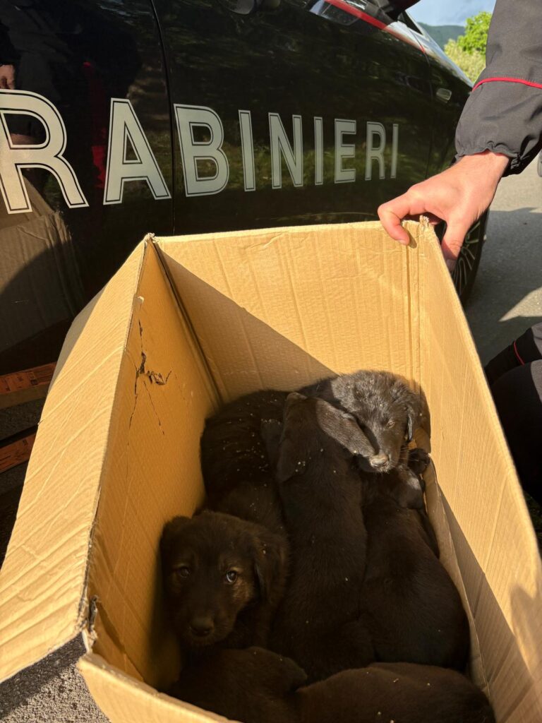 Sei cuccioli abbandonati e denutriti salvati dai Carabinieri a Moschiano (AV)